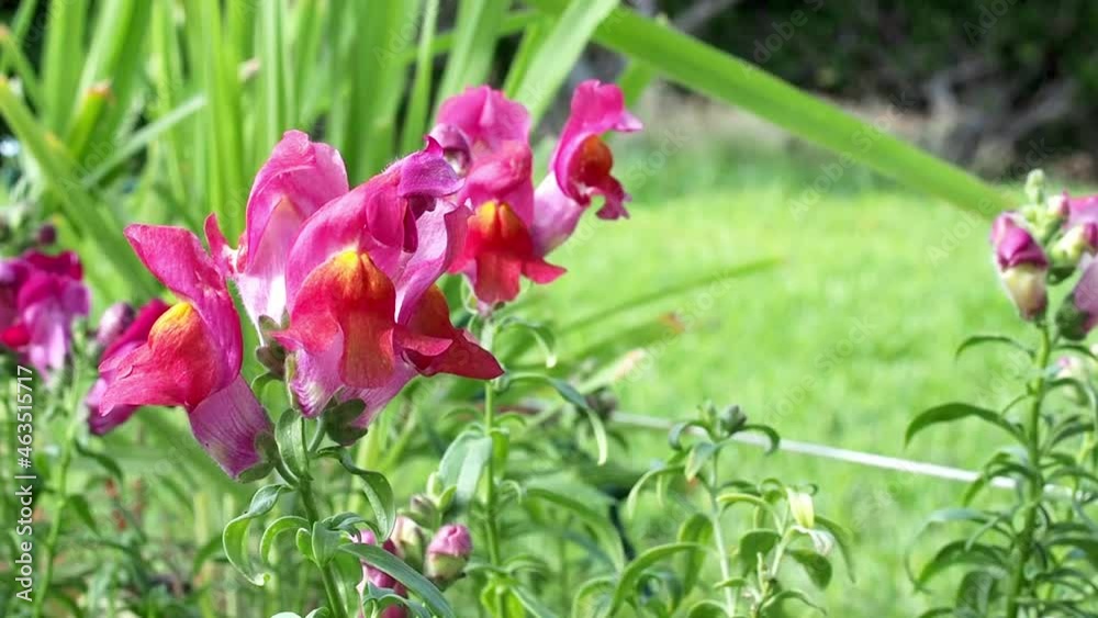 Snapdragons (Antirrhinum) plant with with flowers and buds. Snapdragons (Antirrhinum) plant with with flowers and buds.