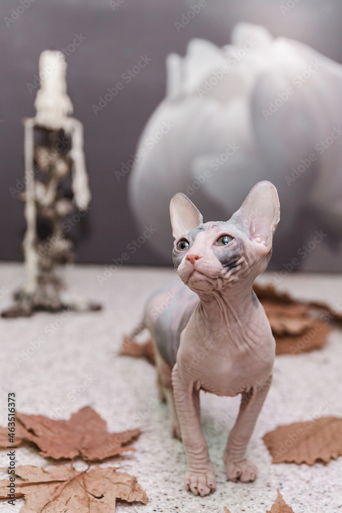 Don sphynx kitten playing with autumn orange leaves on gray background