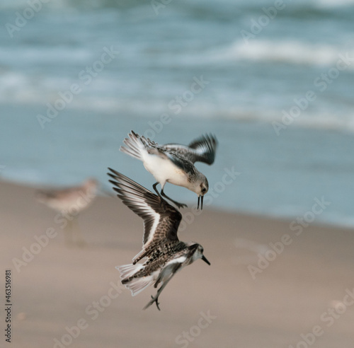 Photography Two birds playing at the beach