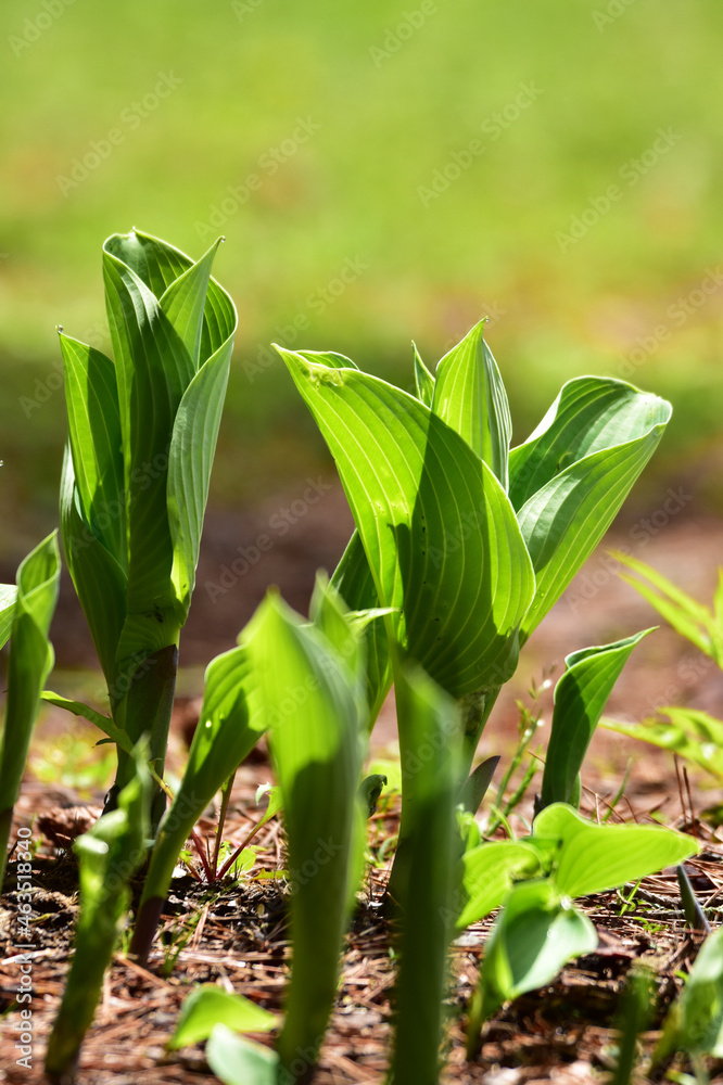 Obraz premium ホスタの新しい芽