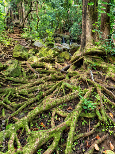 Tree Roots in the Rainforest