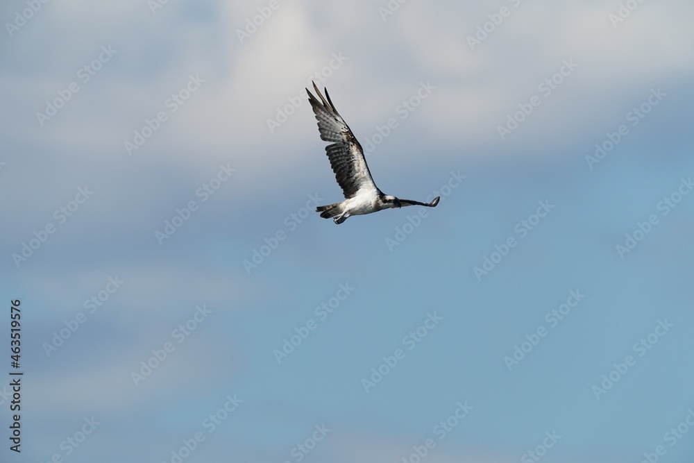 osprey in flight