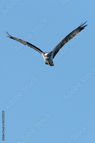 osprey in flight