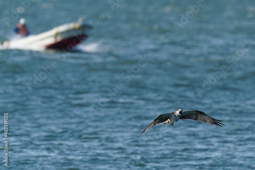 osprey in flight