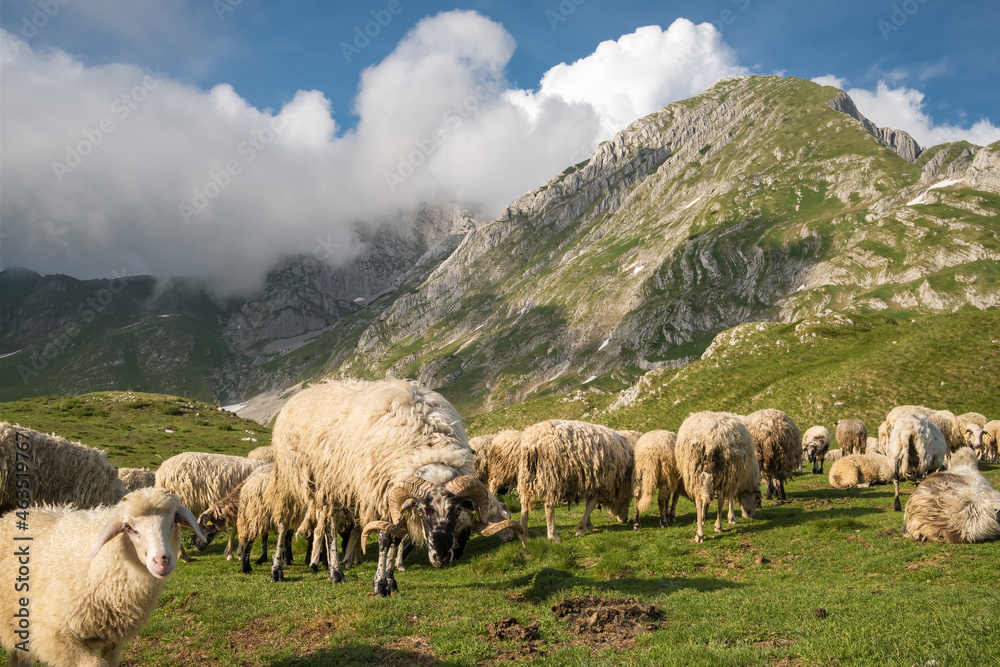 Fototapeta premium Big Herd of sheeps grazing in mountains.