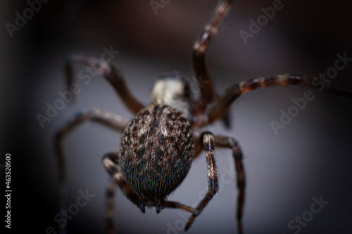 araña insecto web naturaleza arácnidos macro bokeh 