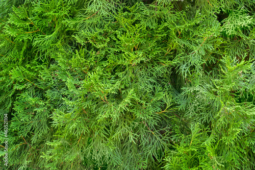 Green thuja tree background. Platycladus orientalis is an evergreen coniferous plant. Close-up image
