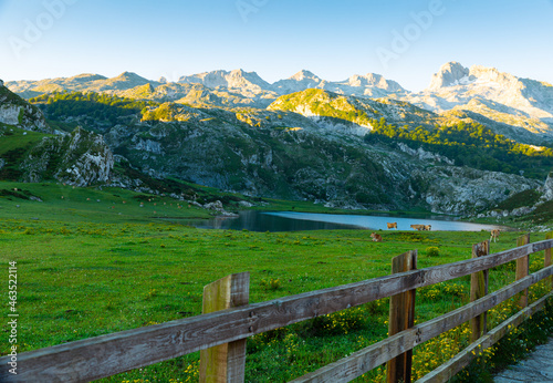 Picturesque rocky landscape with cows grazing in green highland pastures above lakes of Covadonga, Asturias, Spain..