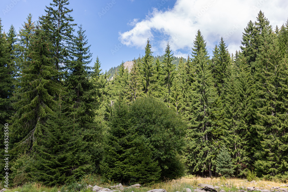 View to a forest and clouds on blue sky View to a forest and clouds on blue sky