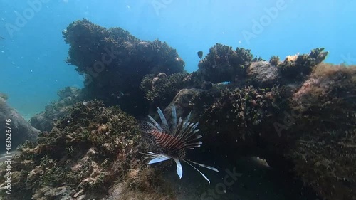lionfish swimming in some coral photo