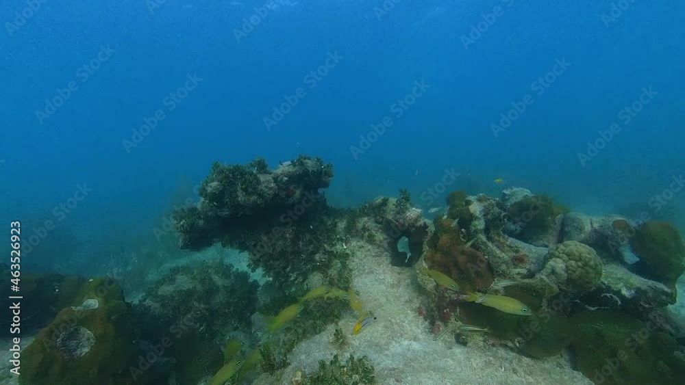 Pano shot of fish swimming in the caribbean Pano shot of fish swimming in the caribbean