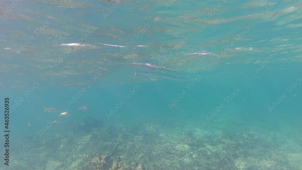 Large needlefish swimming along the surface of the water Slow mo Large needlefish swimming along the surface of the water Slow mo