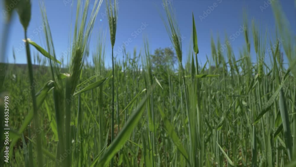 Cultivated Green Wheat Field On A Beautiful Summer Day - close up Cultivated Green Wheat Field On A Beautiful Summer Day - close up