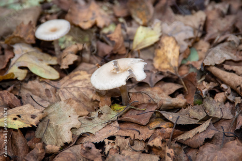 mushrooms in the forest