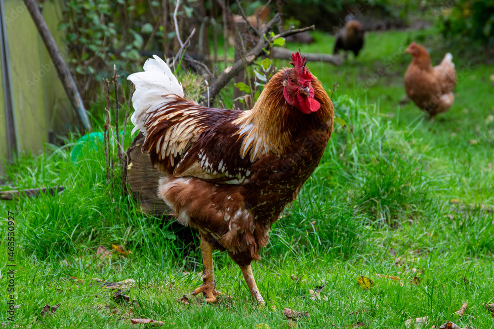 Fototapeta premium range chicken