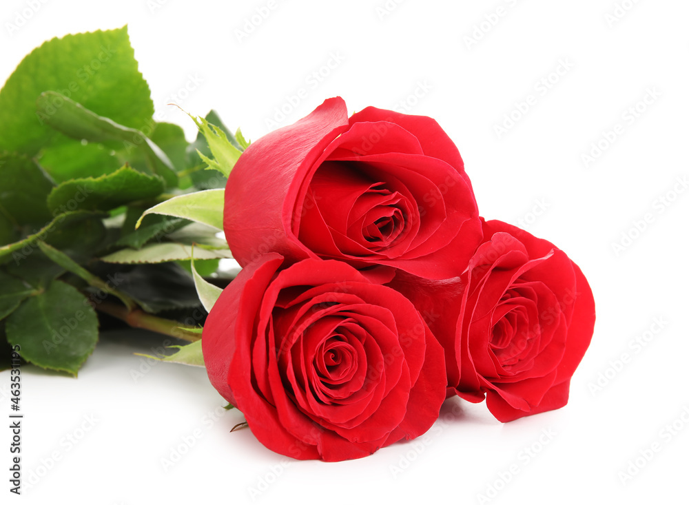 Beautiful red roses isolated on white background Beautiful red roses isolated on white background