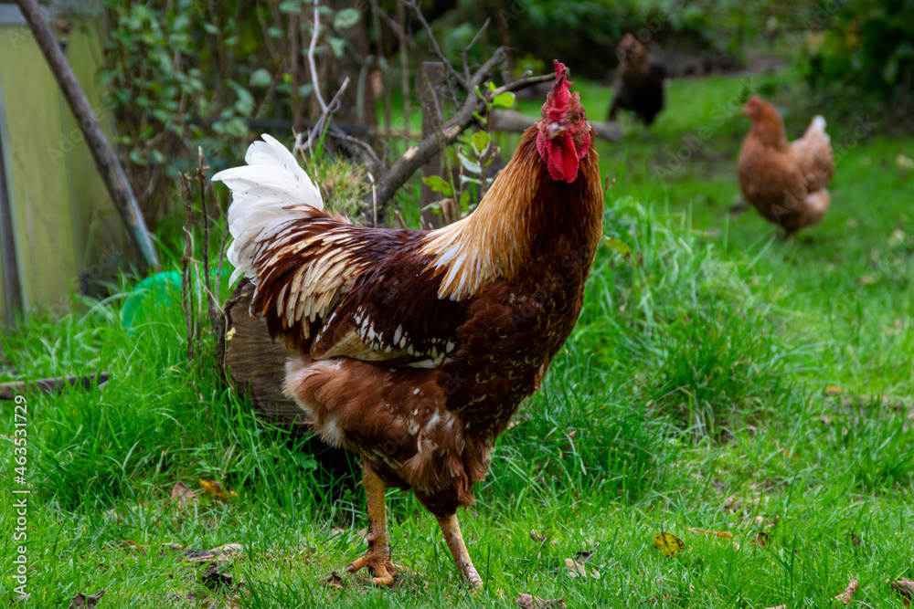 Fototapeta premium chicken