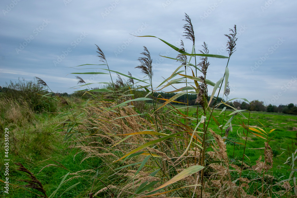 grass and sky