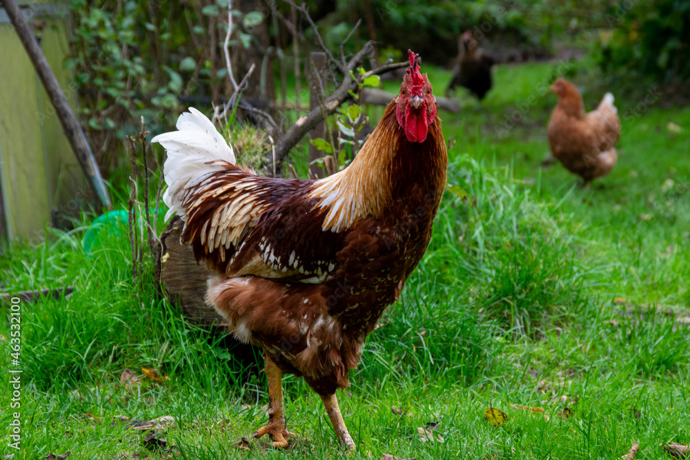 Fototapeta premium chicken