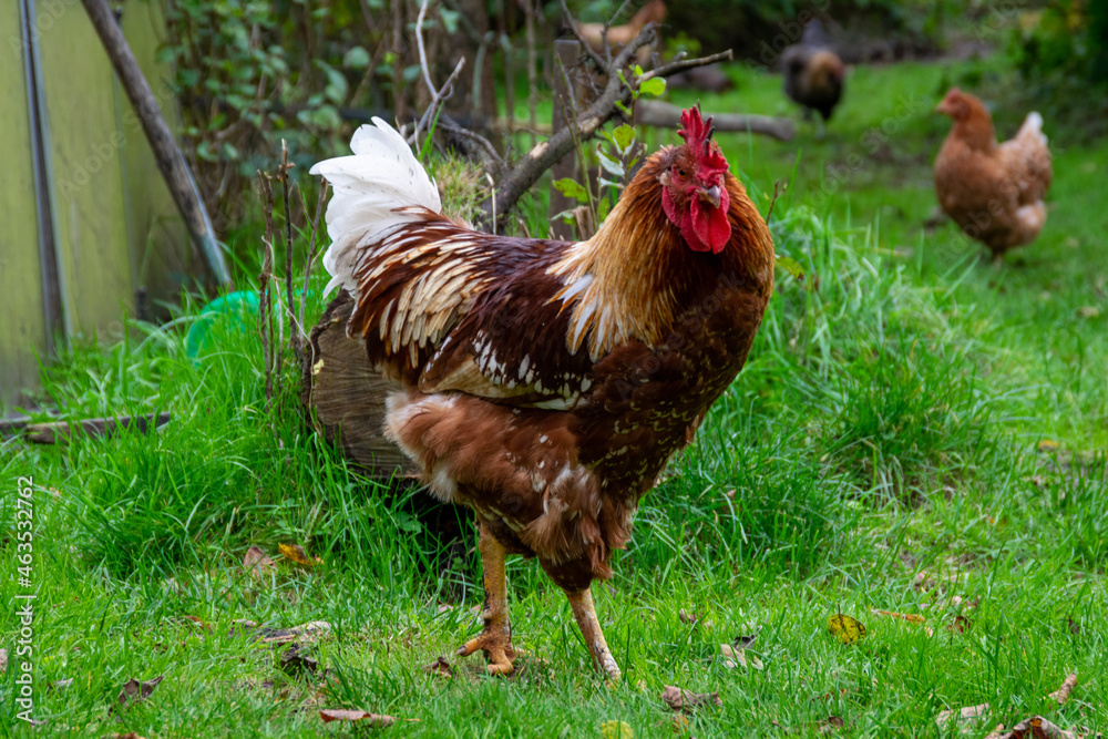 Fototapeta premium range chicken