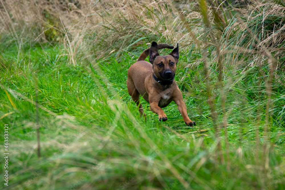 german shepherd dog