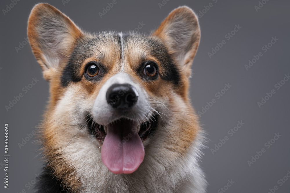 Joyful cardigan doggy with opened mouth against gray background