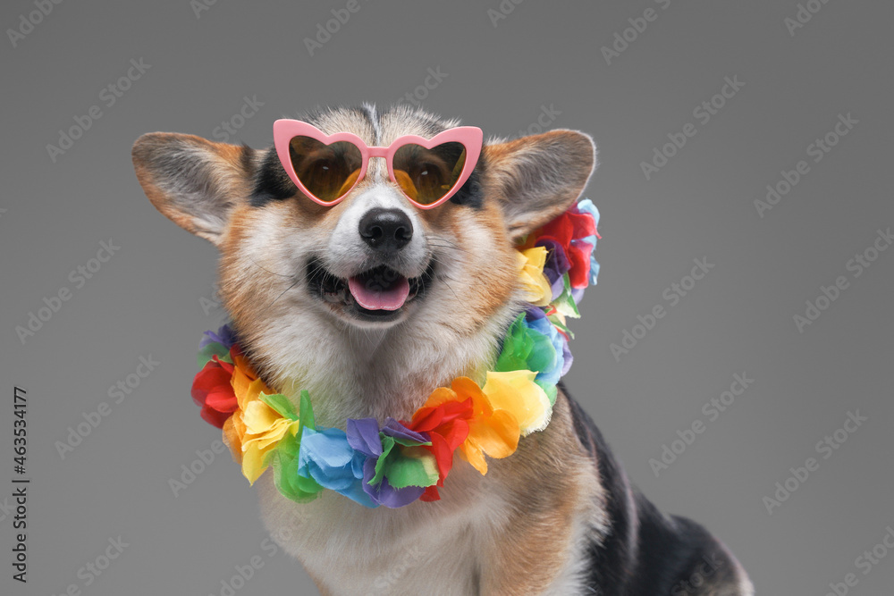 Dog with hawaiin wreath and sunglasses against gray background