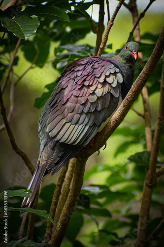 New Zealand wood pigeon, Kereru
 photo