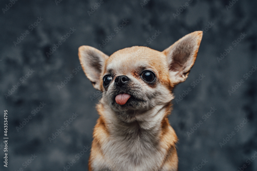 Headshot of tiny chihuahua doggy against dark background