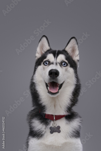 Joyful husky dog with fluffy black and white fur