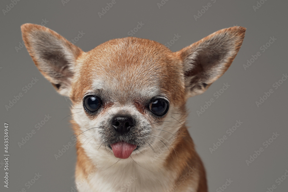 Pedigreed chihuahua dog with brown fur against gray background Pedigreed chihuahua dog with brown fur against gray background