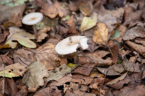 mushrooms in the forest