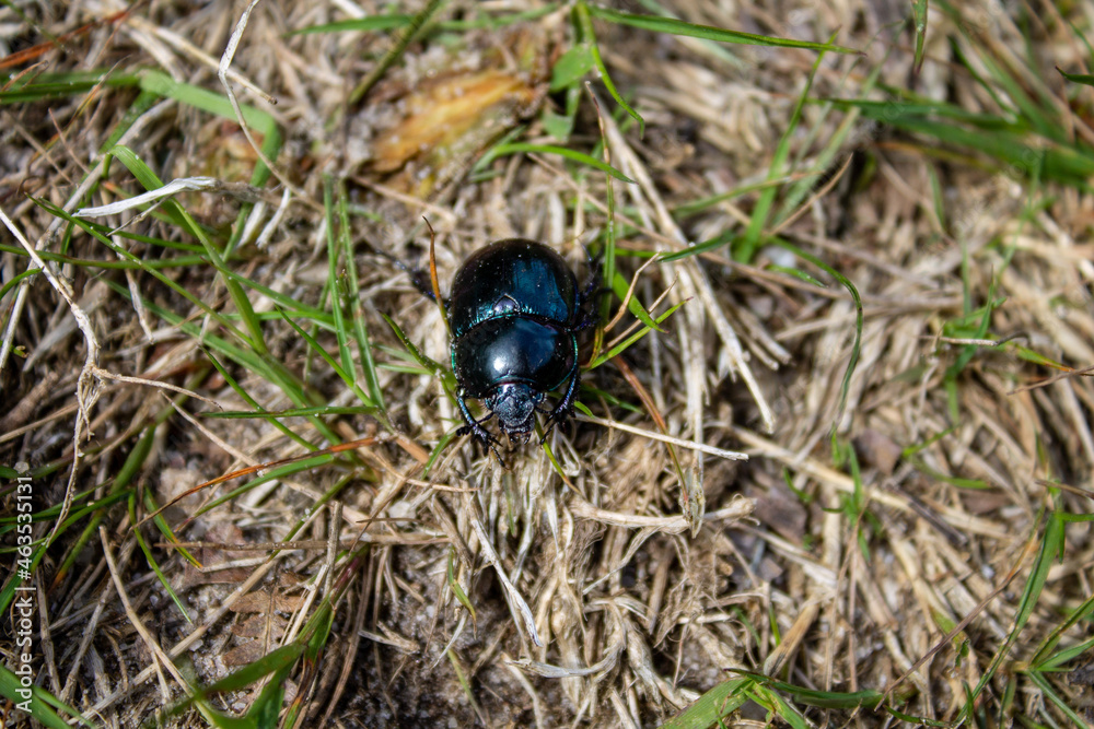 The clumsy beetle The clumsy beetle
