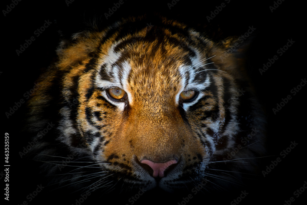 Fototapeta premium Tiger portrait on a black background. View from the darkness
