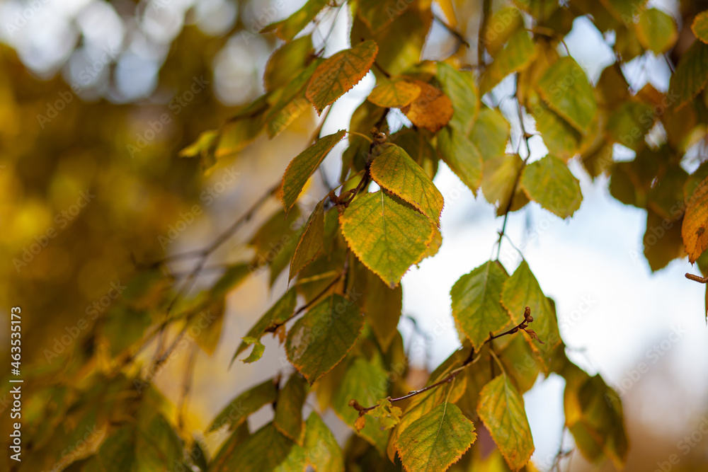 Obraz premium Yellow or dry leaves on tree branches in autumn. Leaves of birch, linden and other trees on the branches. There is an empty space for the text