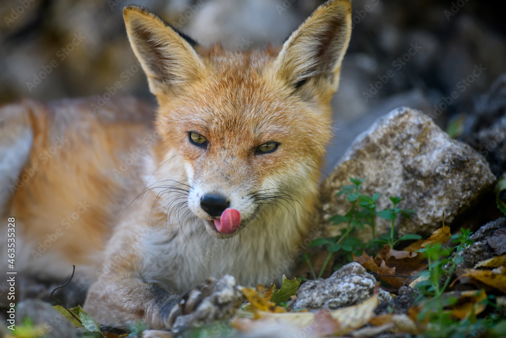 Fototapeta premium Red fox, vulpes vulpes in forest. Close little wild predators in natural environment