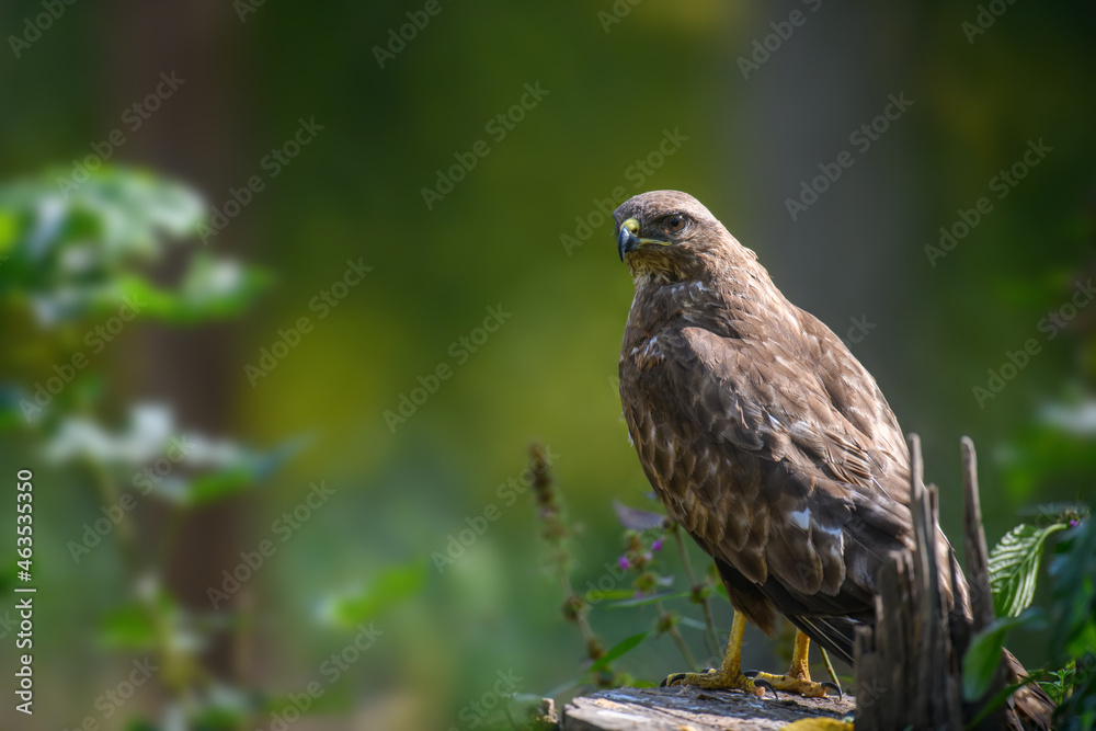 Common buzzard sitting on hemp. Danger animal in nature habitat Common buzzard sitting on hemp. Danger animal in nature habitat