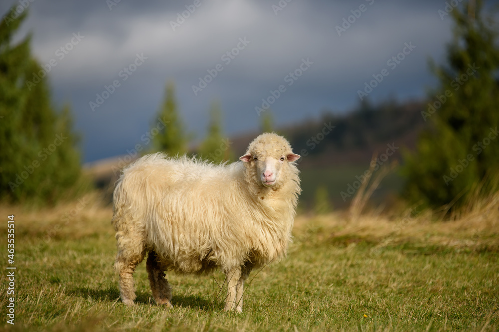 Mountain sheep grazing on pasture in autumn Mountain sheep grazing on pasture in autumn