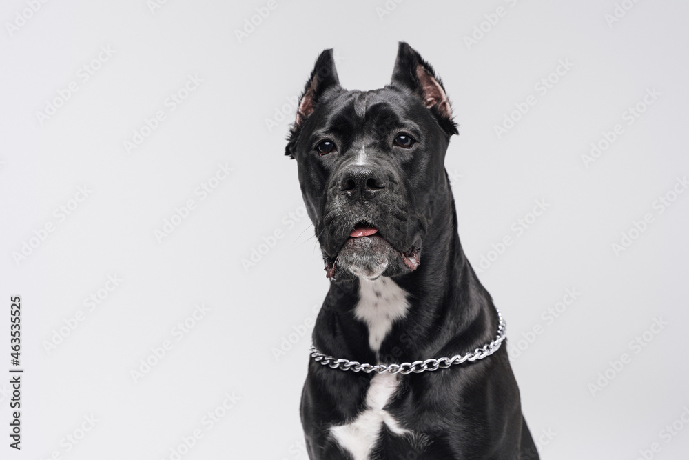 Pedigreed black bullterrier dog posing against white background Pedigreed black bullterrier dog posing against white background