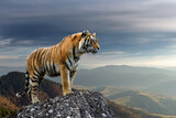 Tiger stands on a rock against the background of the evening mountain
