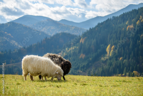 Mountain sheep grazing on pasture in autumn