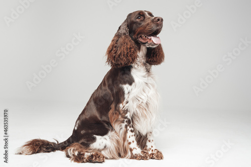 Fototapeta Naklejka Na Ścianę i Meble -  Cheerful canine pet english springer breed with curly fur