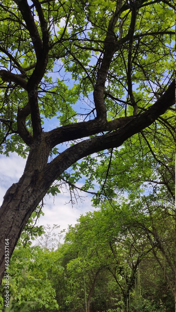 Naklejka premium trees in the forest