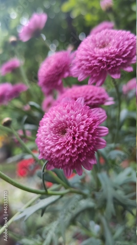 pink and yellow flower
