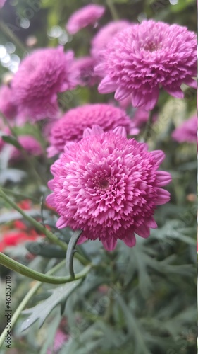 close up of a pink flower