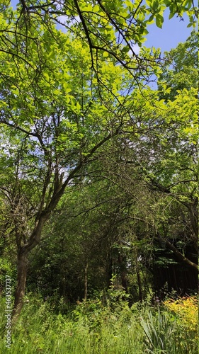 forest in the morning