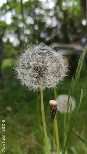 dandelion in the wind