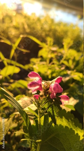 flowers in the field