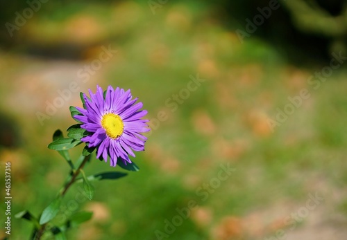 Purple Flower In The Green Background