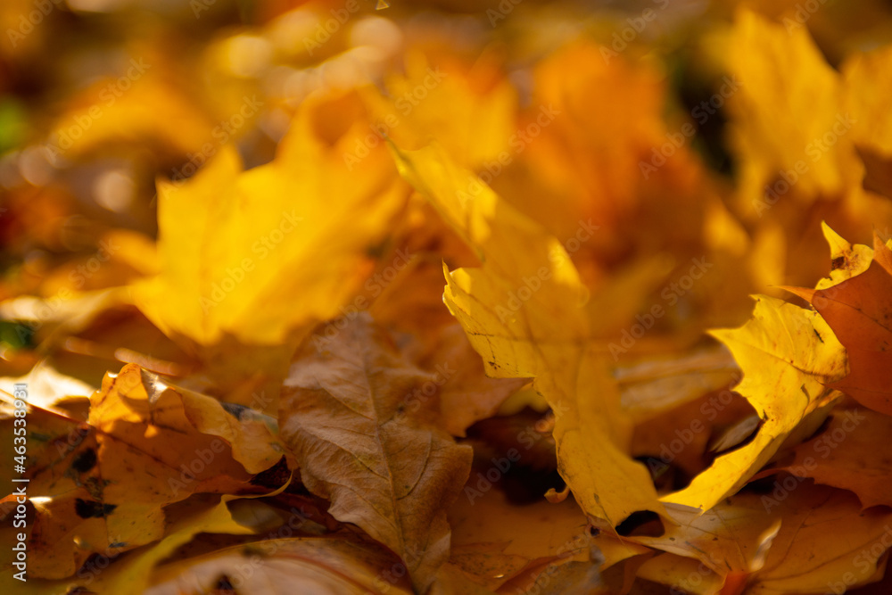 Atumumn yellow leaf. One falling leaf on the covered leafs land. Close up leaf, sunny octomber day Atumumn yellow leaf. One falling leaf on the covered leafs land. Close up leaf, sunny octomber day